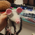 A chubby little mouse with pink ears like a pig