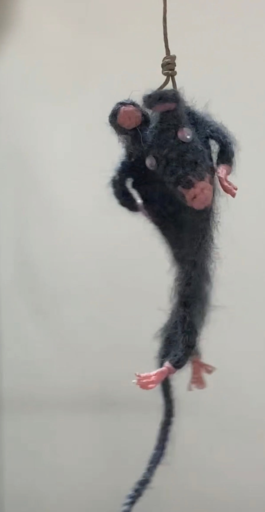Black hanging rat
